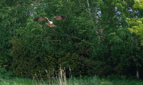 View of birds flying over trees
