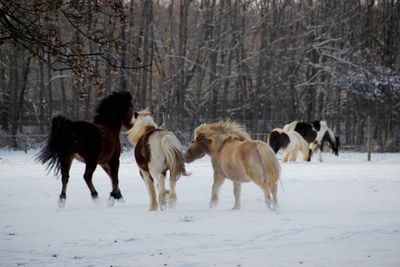 Horses running on snow field