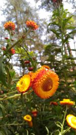 Close-up of yellow flower