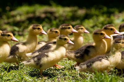 Close-up of ducks on field