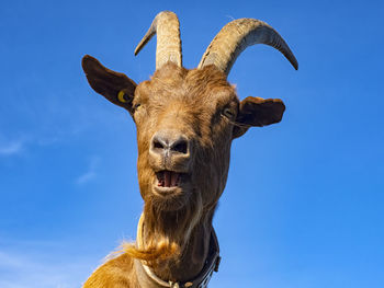 Close-up of a goat with sky in background