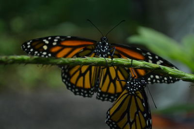 monarch butterfly