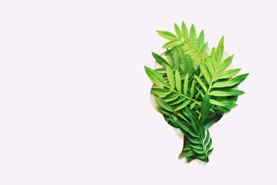 Close-up of fresh green leaves against white background