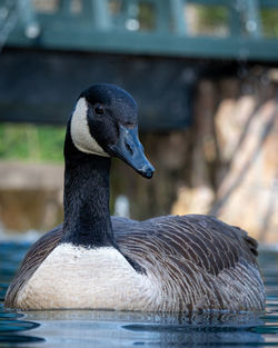 Close-up of a duck swimming in lake