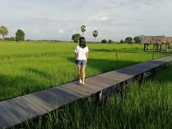 Rear view of woman standing on boardwalk at rice paddy