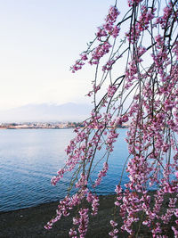 Pink flowers on tree by sea against sky