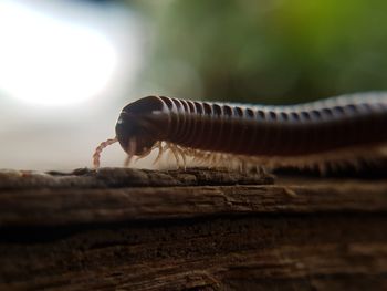 Close-up of insect