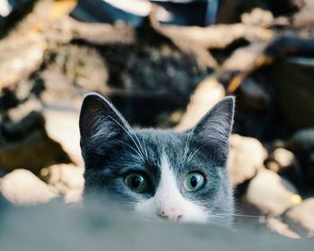 Close-up portrait of cat looking at camera