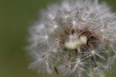 Close-up of dandelion flower