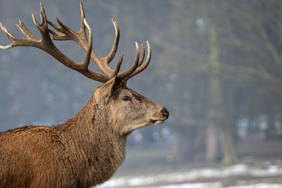 Side view of deer looking away