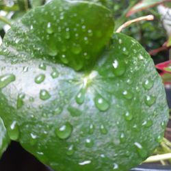 Close-up of wet plant