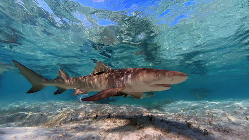 Lemon sharks - negaprion brevirostris - in the shallow water in north bimini, bahamas