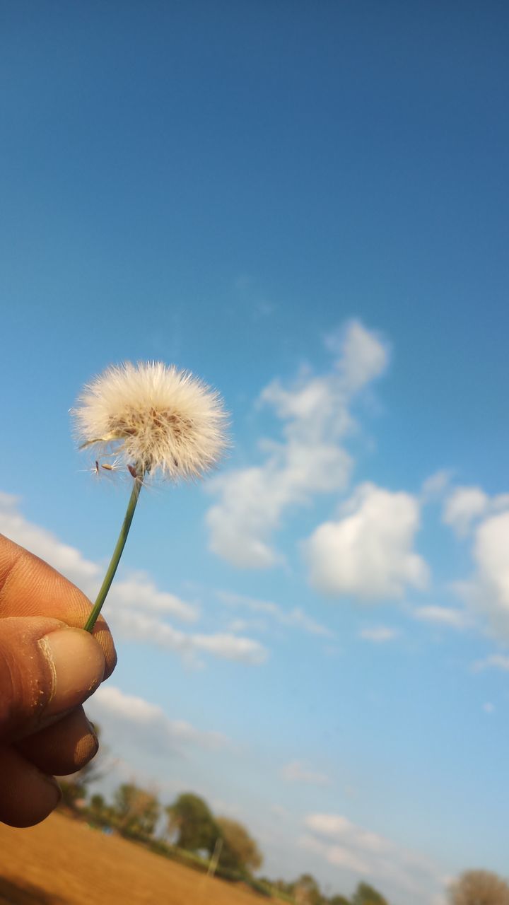 PERSON HAND HOLDING DANDELION AGAINST SKY