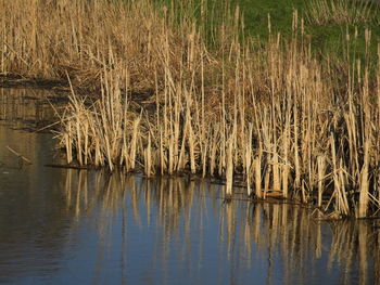 Scenic view of lake