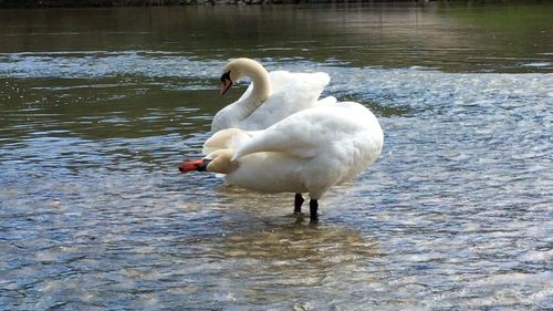 Swan in water