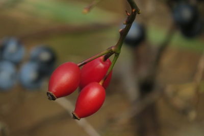 Close-up of red berries growing on plant