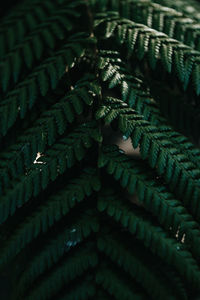 Detail shot of fern