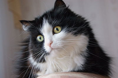 Close-up portrait of cat at home