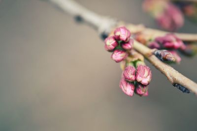 Close-up of pink cherry blossom