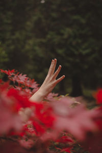 Cropped image of woman hand on red flowering plant