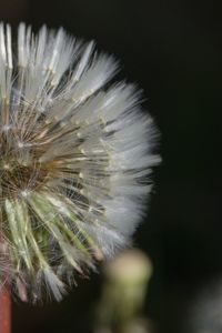 Close-up of dandelion flower