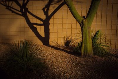 Plant growing on a tree