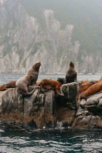 High angle view of sea lion