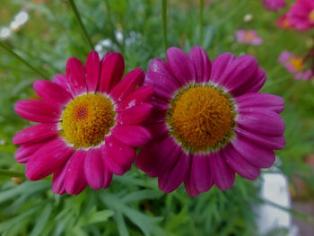 Close-up of flowers blooming outdoors