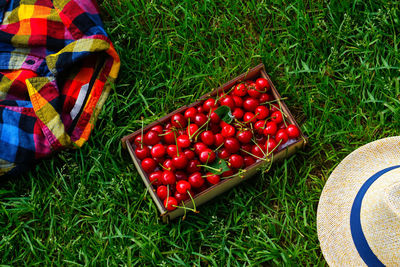 Top view of box of sweet cherries, cropped hat and bright color shirt on green nature background. 