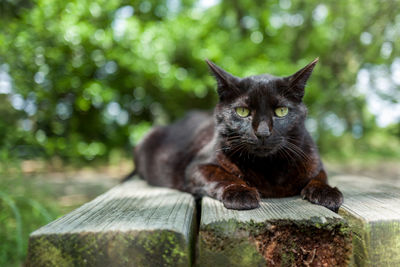 Portrait of cat lying on wood