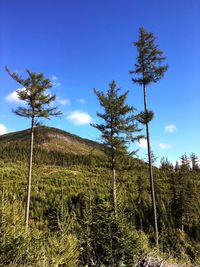 Trees in forest against blue sky