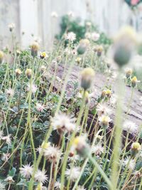 Close-up of flowering plants on land