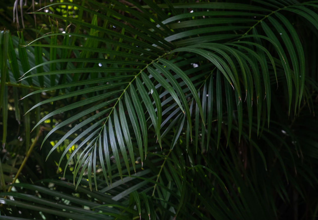CLOSE-UP OF PALM LEAVES OF PLANT
