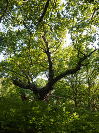 Low angle view of trees in forest