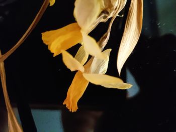 Close-up of yellow flowers