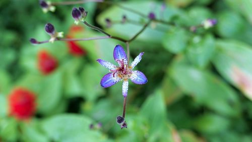 Close-up of purple flowering plant