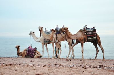 Dahab panoramic