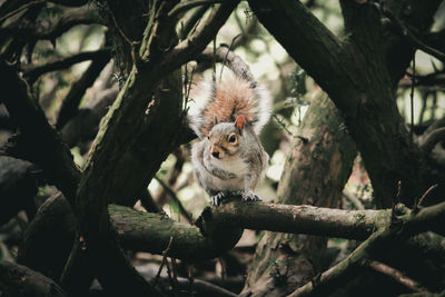 Portrait of a squirrel on tree