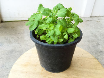 Close-up of potted plant