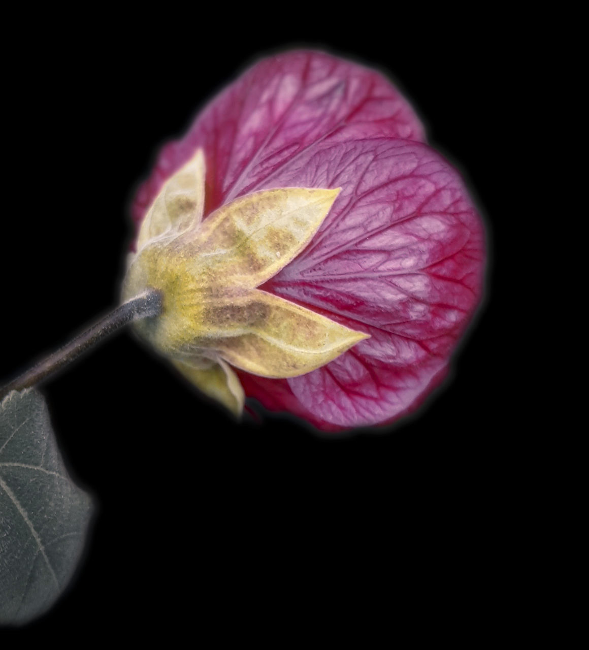 CLOSE-UP OF RED FLOWER