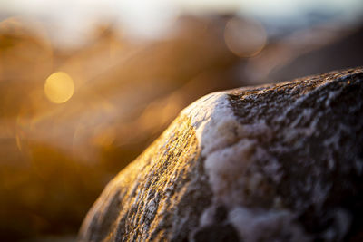 Close-up of rock on tree trunk