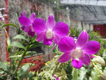 Close-up of pink flowers