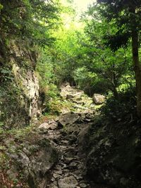 Dirt road amidst trees in forest