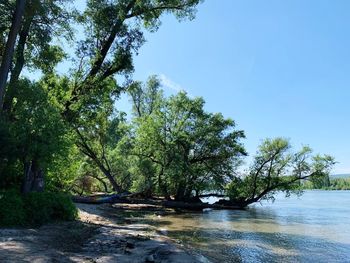 Scenic view of river amidst trees against sky