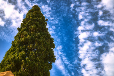 Low angle view of trees against blue sky