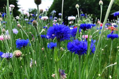 Close-up of purple flowering plants on field