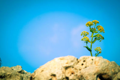 Close-up of yellow flowering plant against blue sky