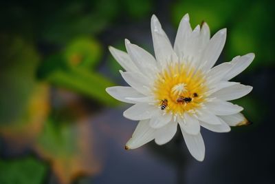 Close-up of bee pollinating flower