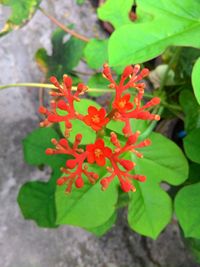 Close-up of red flower