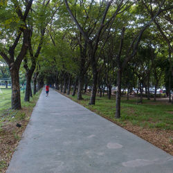 Road passing through forest